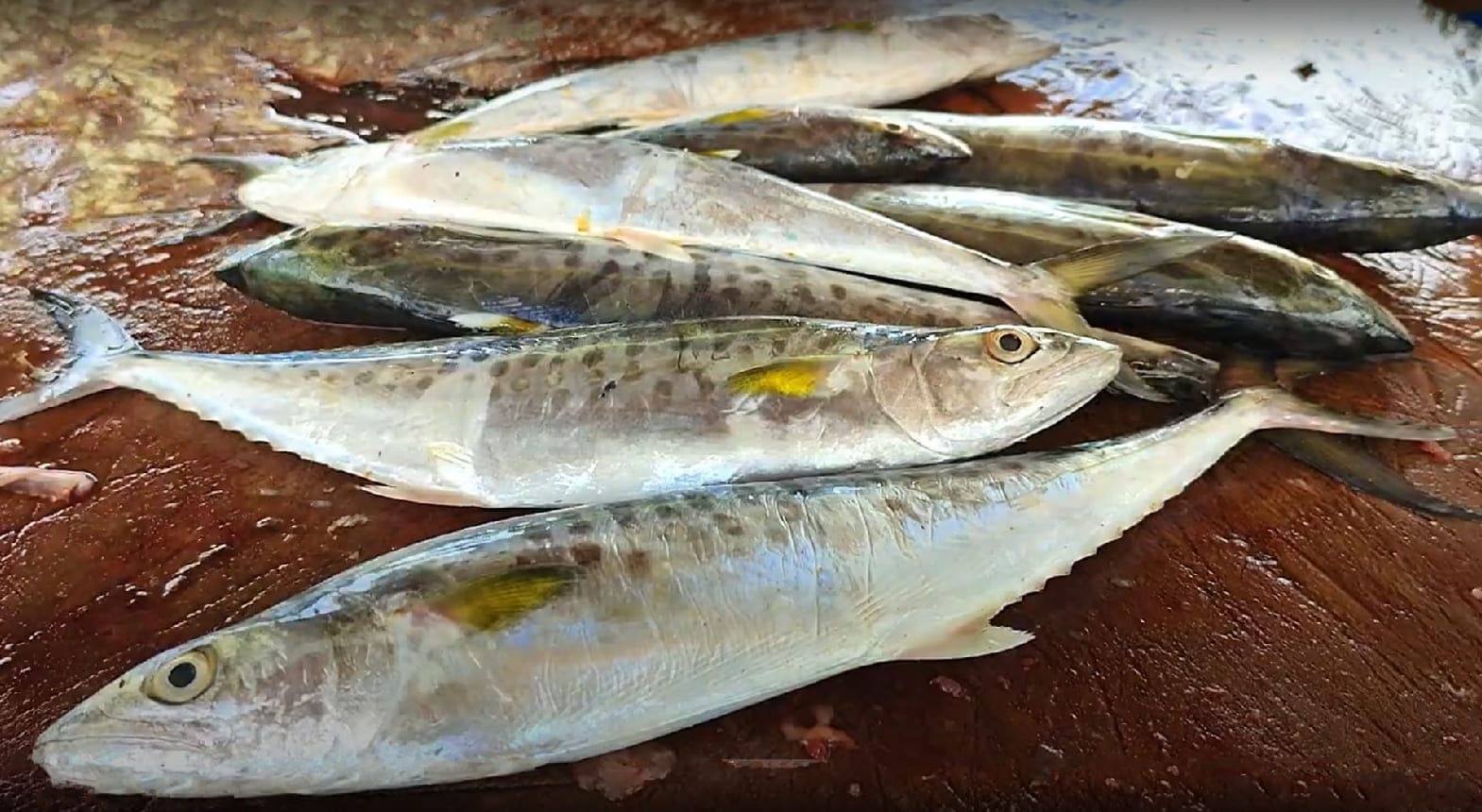 Indo-Pacific king mackerel