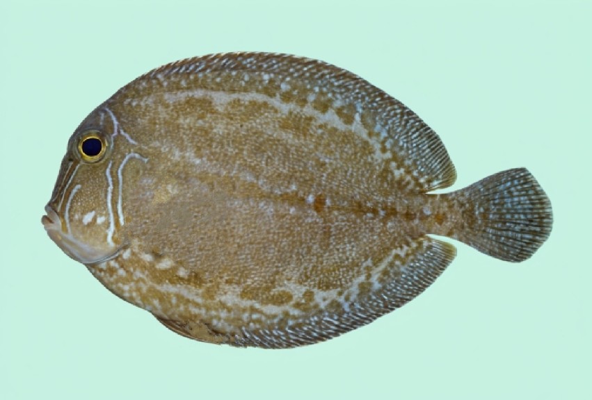 Indo-Pacific oval flounder