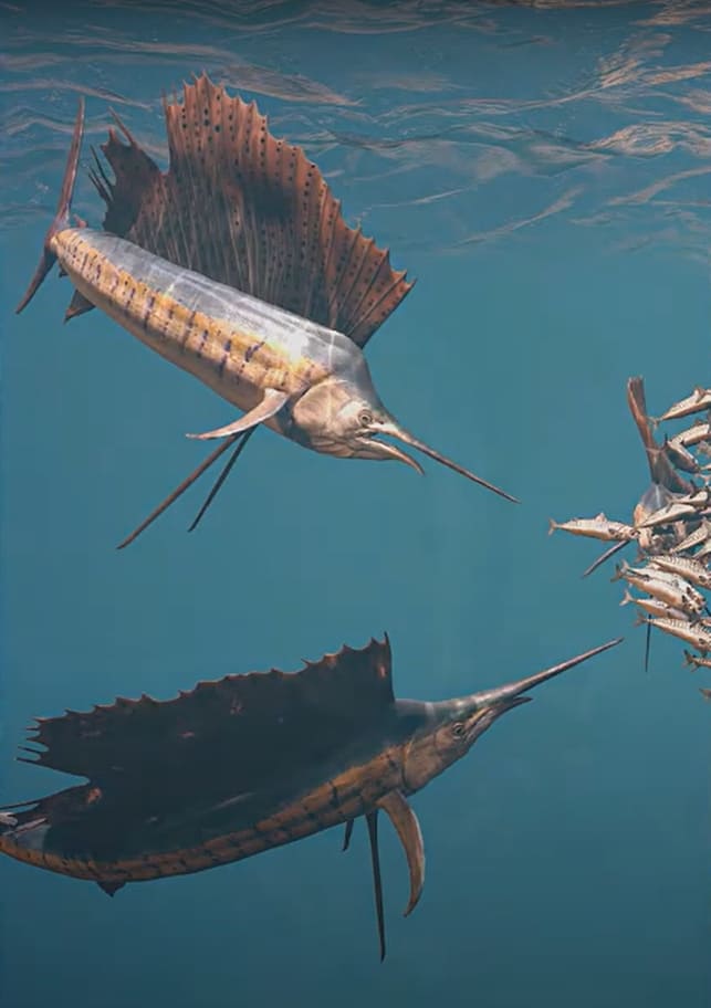 Indo-Pacific sailfish