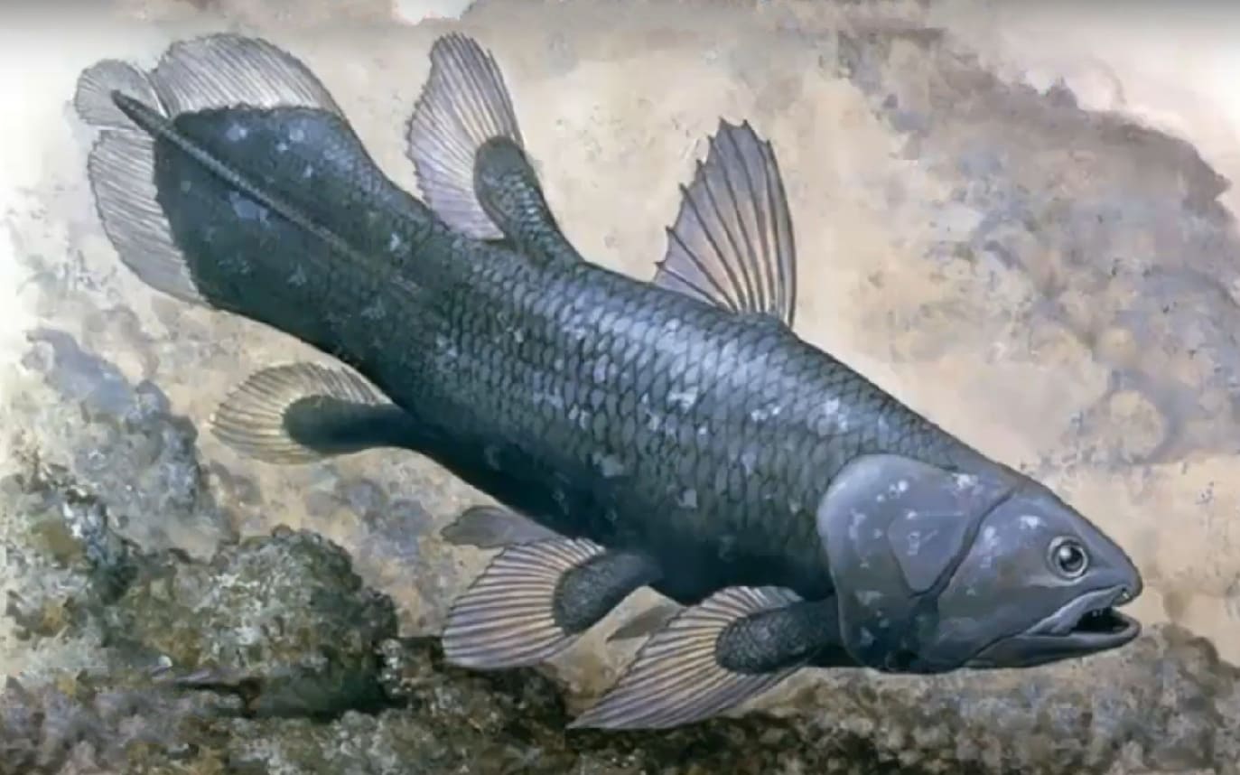 Indonesian coelacanth