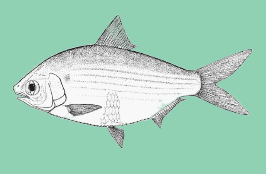 Indonesian gizzard shad