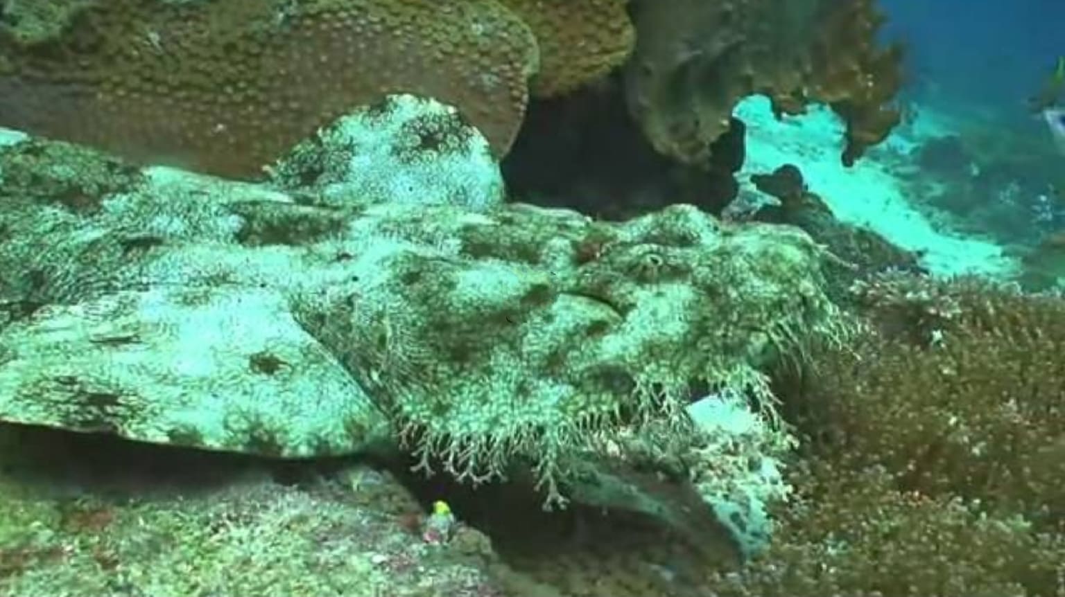 Indonesian wobbegong