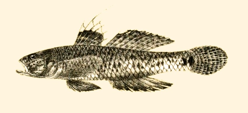 Indopacific Tropical Sand Goby