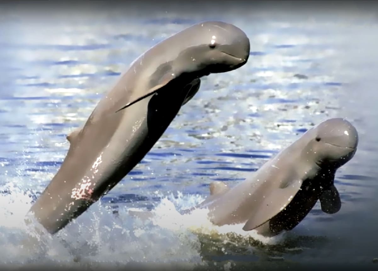 Irrawaddy dolphin