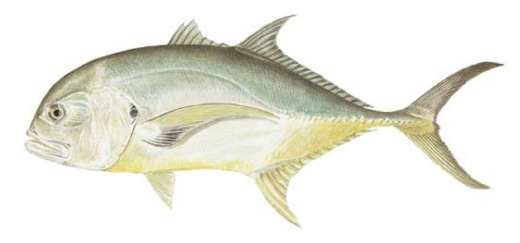 Jack, Crevalle; Jack, Pacific Crevalle
