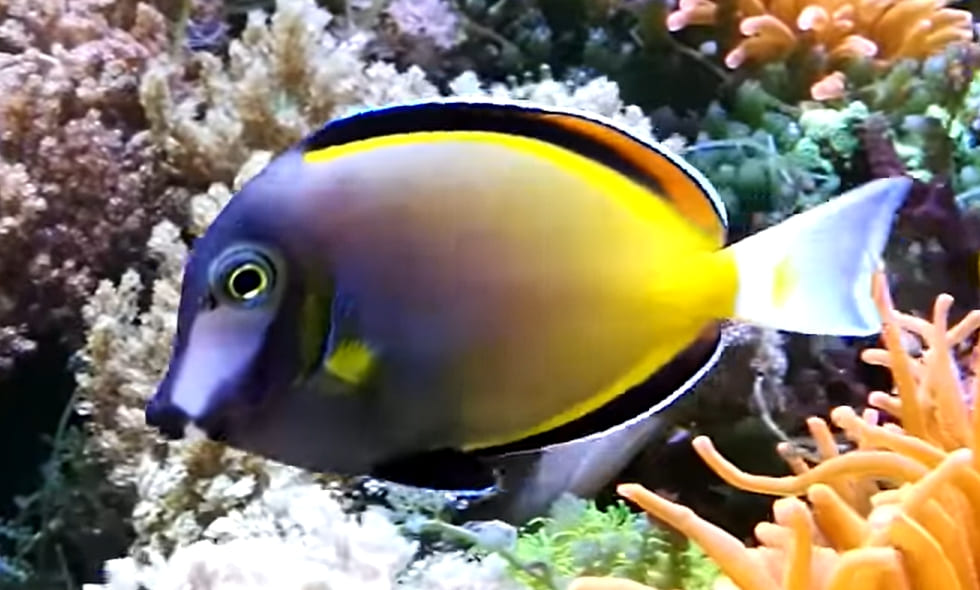 Japan surgeonfish