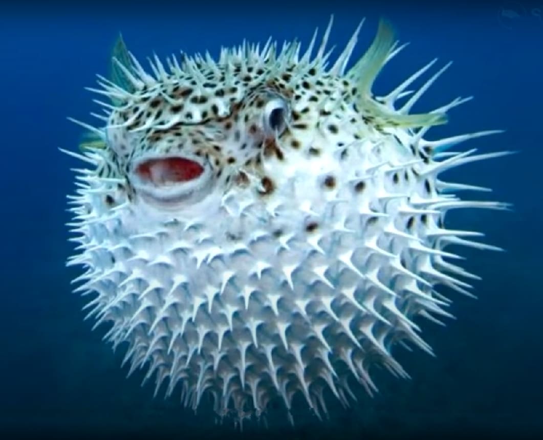 Japanese puffer