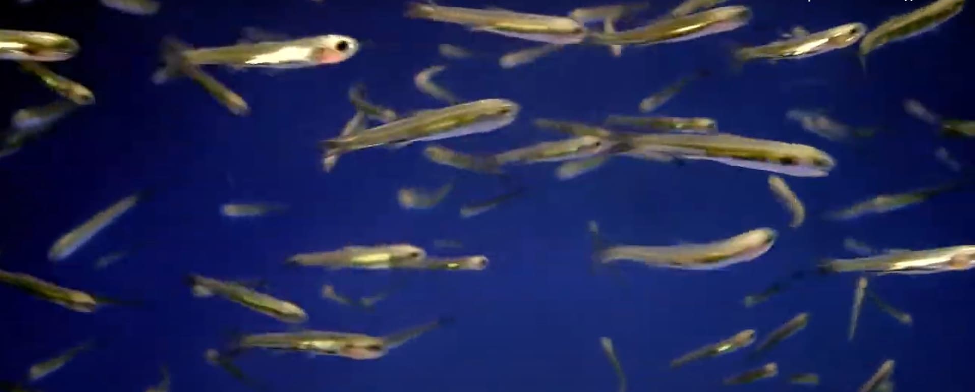 Japanese anchovy
