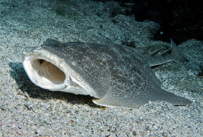 Japanese angelshark