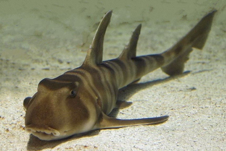 Japanese bullhead shark