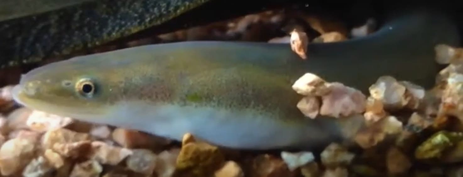 Japanese eel