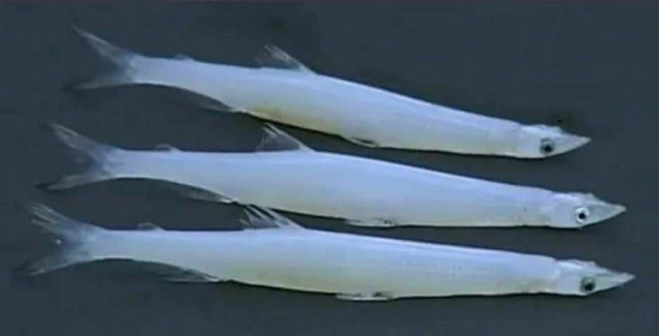 Japanese icefish