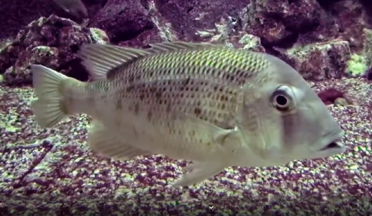 Japanese large-eye bream