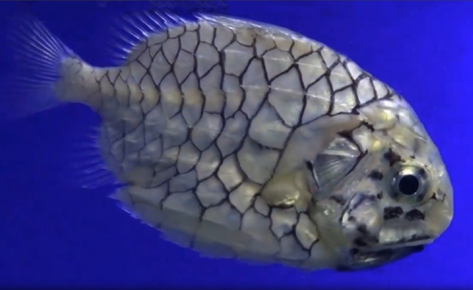 Japanese pineapplefish
