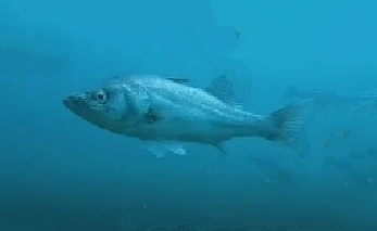 Japanese sea bass