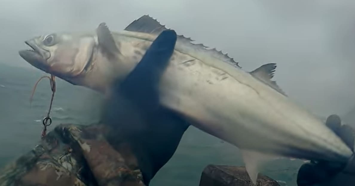 Japanese Spanish mackerel