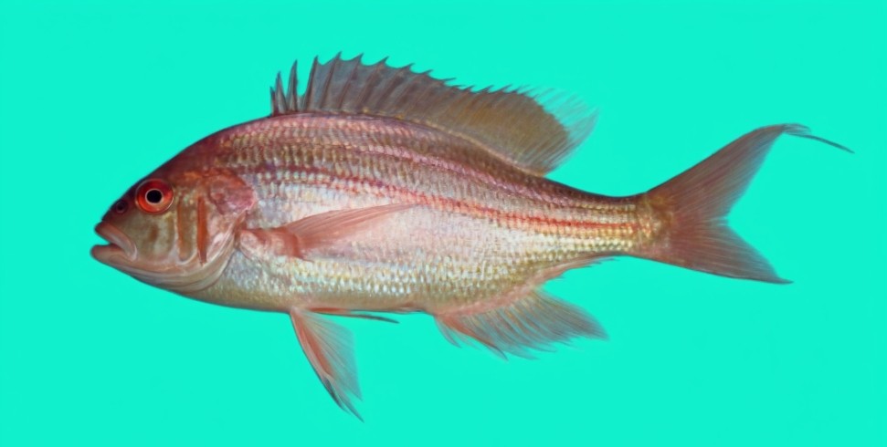 Japanese threadfin bream