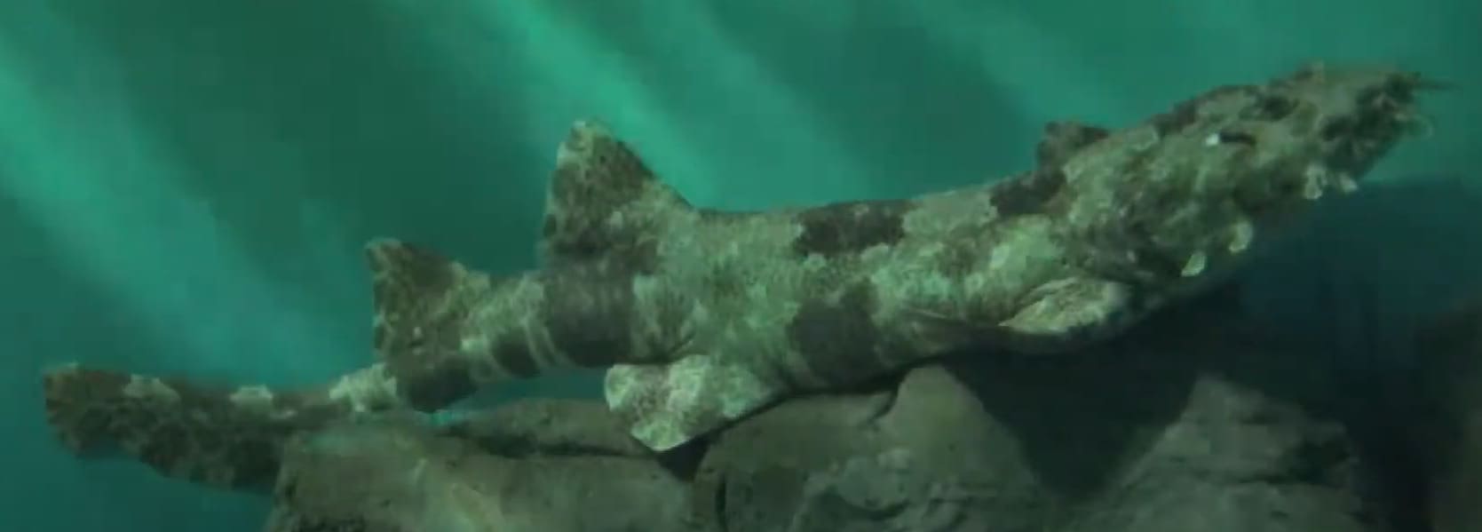 Japanese wobbegong