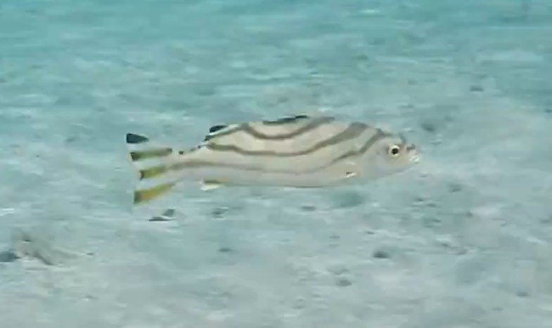 Jarbua terapon