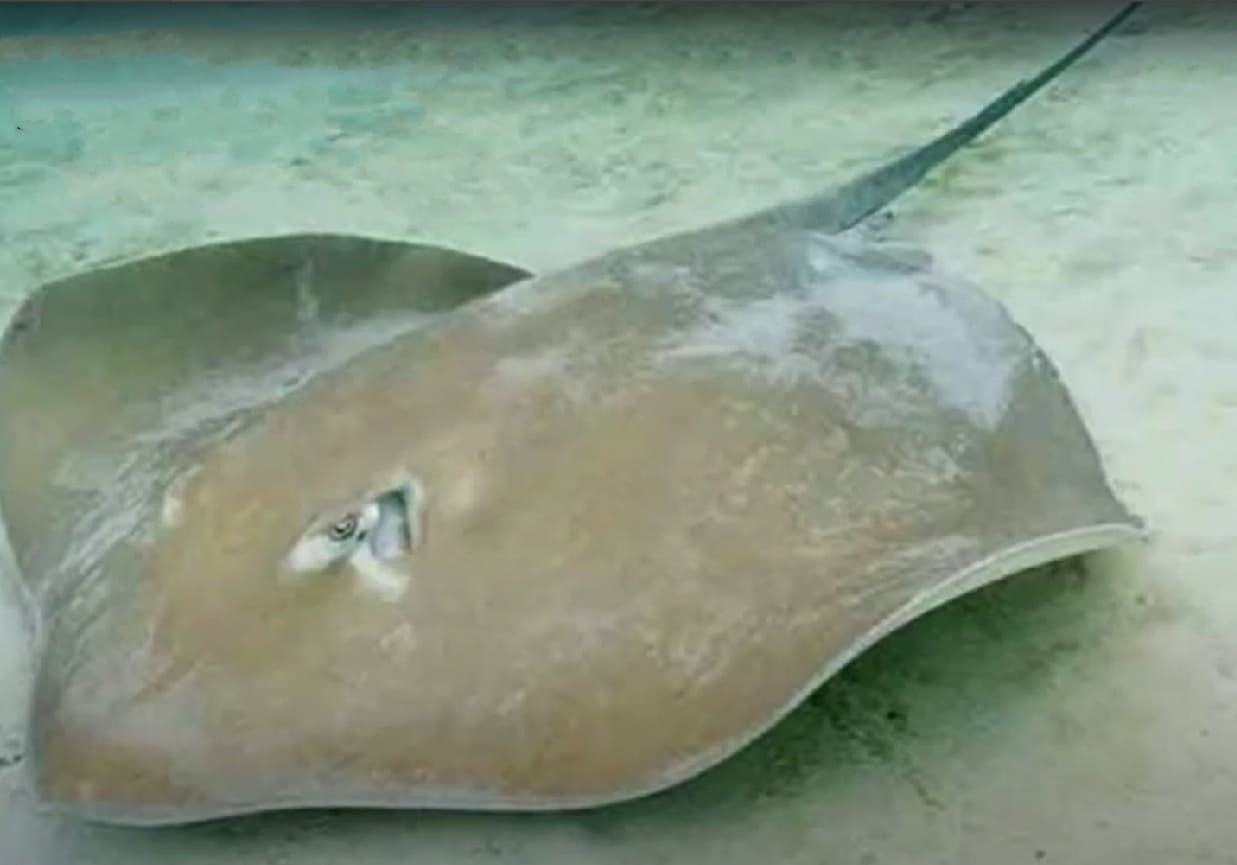 Jenkins' whipray