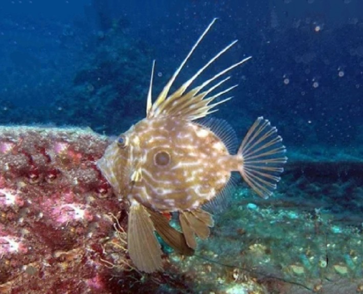 John Dory