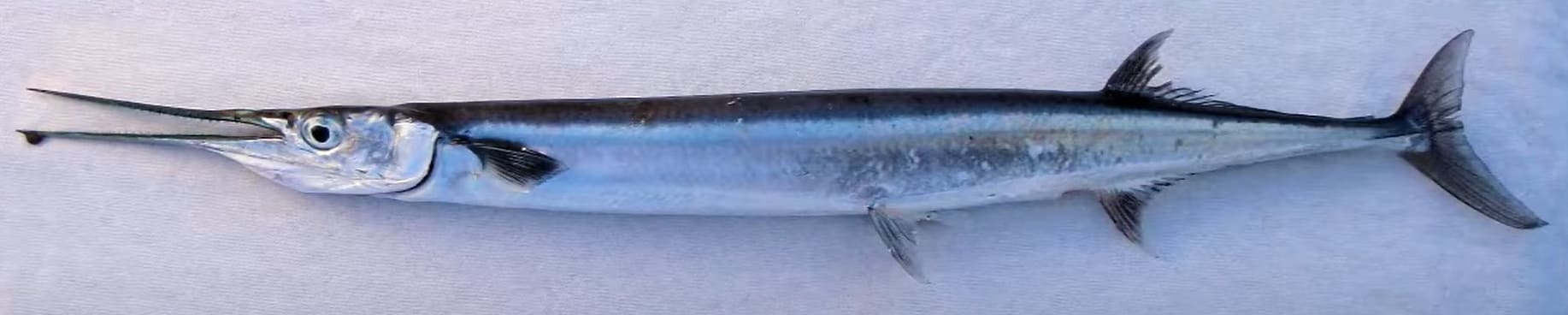 Keel-jawed needlefish