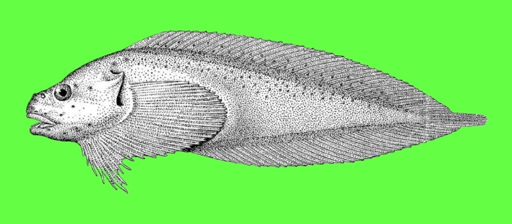 Kelp snailfish