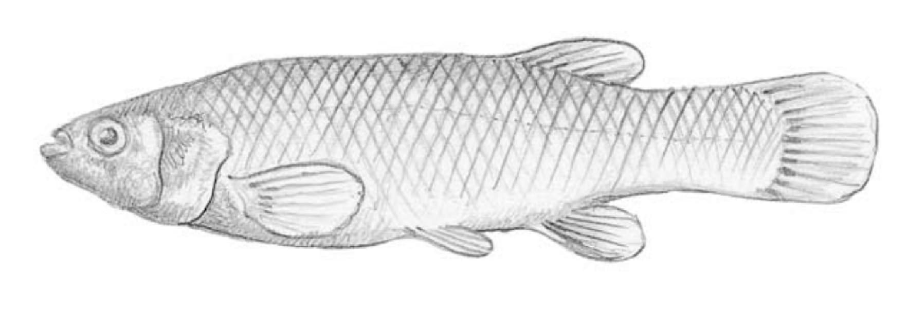 Killifish