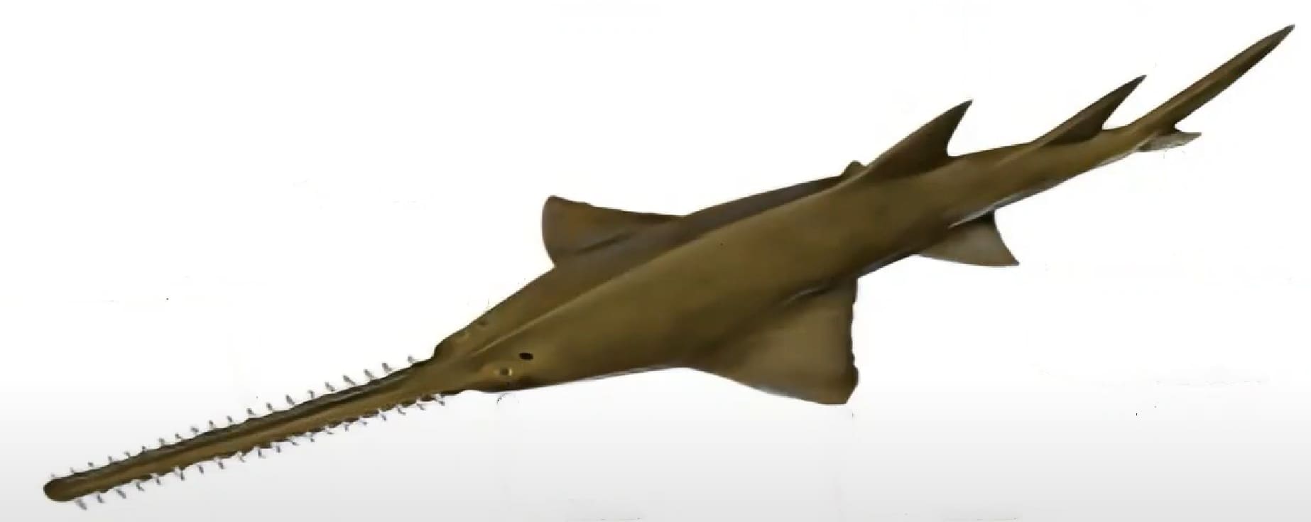 Knifetooth sawfish