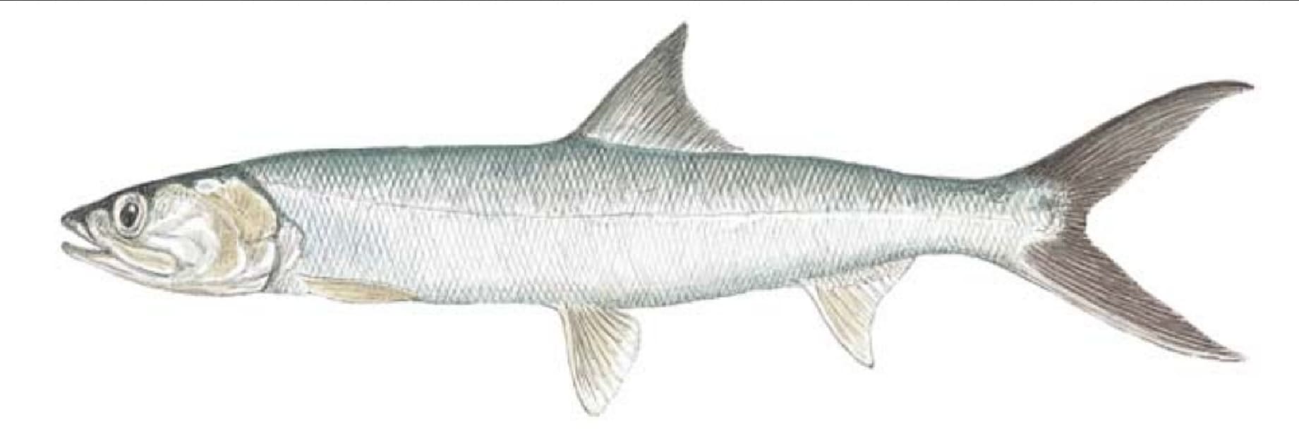 Ladyfish