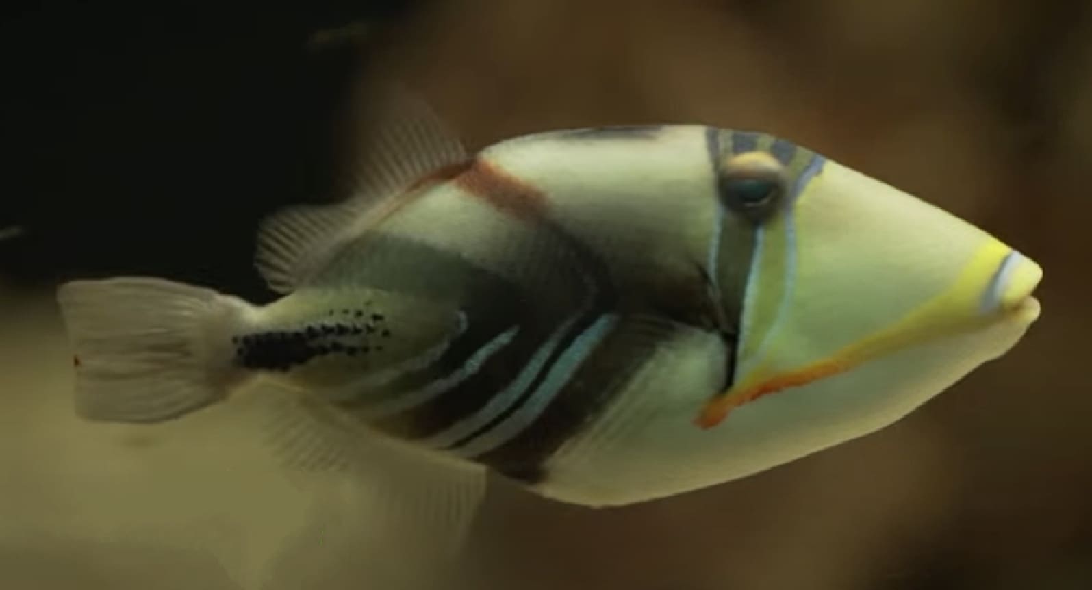 Lagoon triggerfish