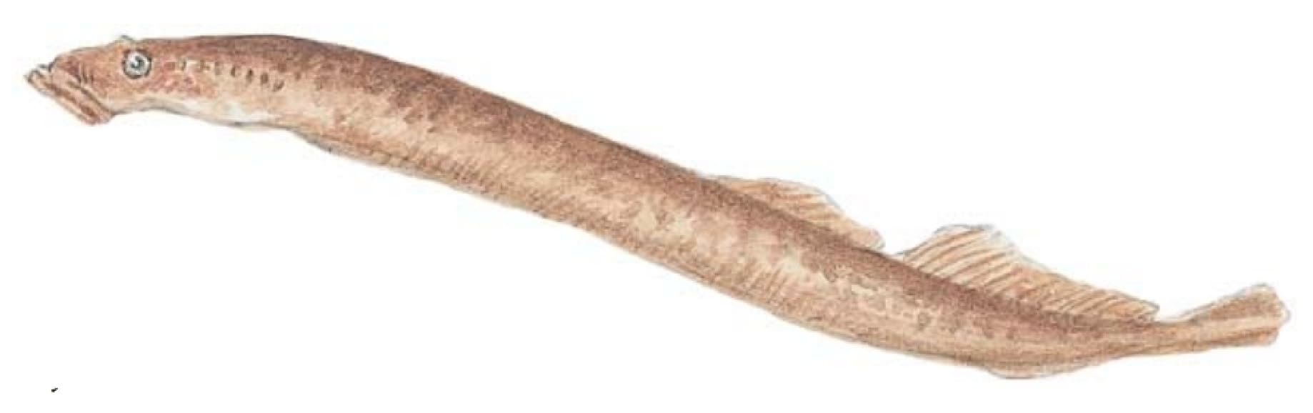 Lamprey: Sea Lamprey