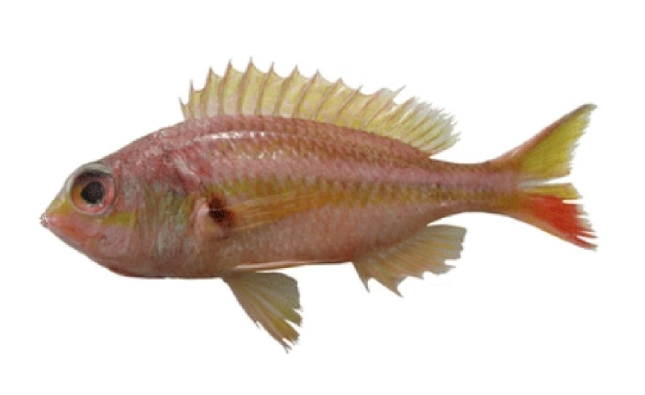 Large-head threadfin bream