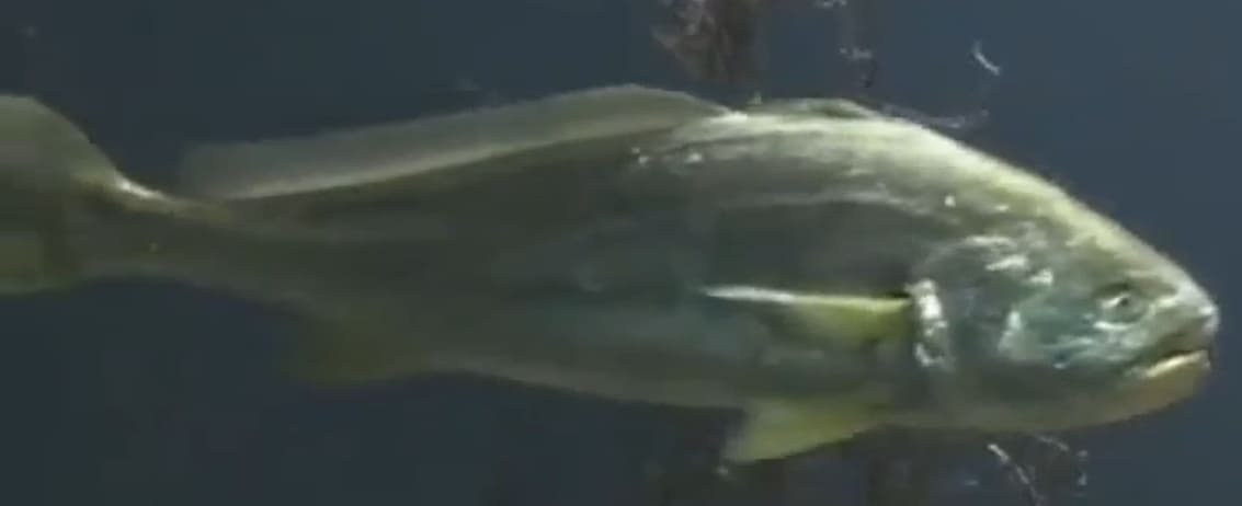 Large yellow croaker