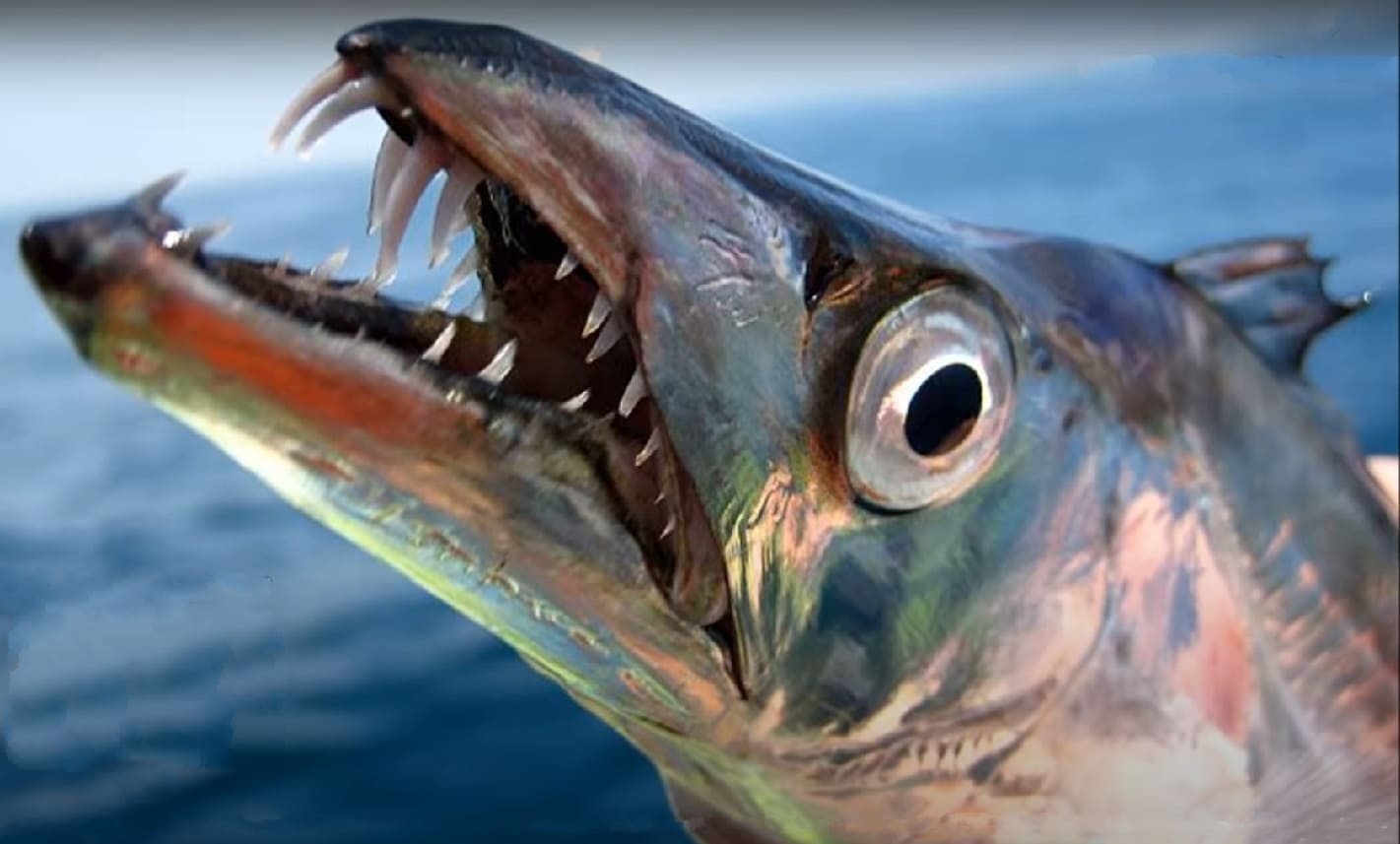 Largehead hairtail