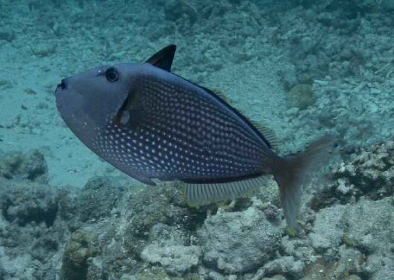Largescale triggerfish