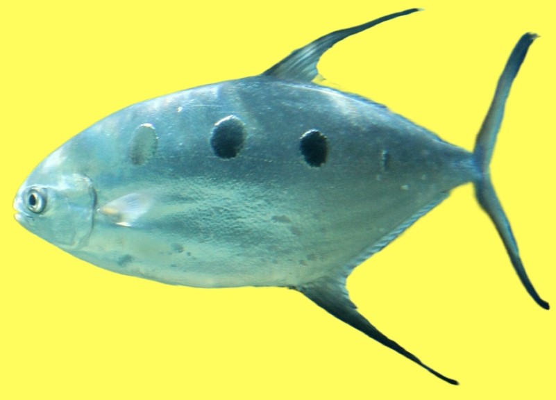 Largespotted dart