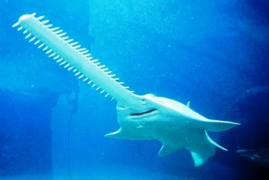 Largetooth sawfish