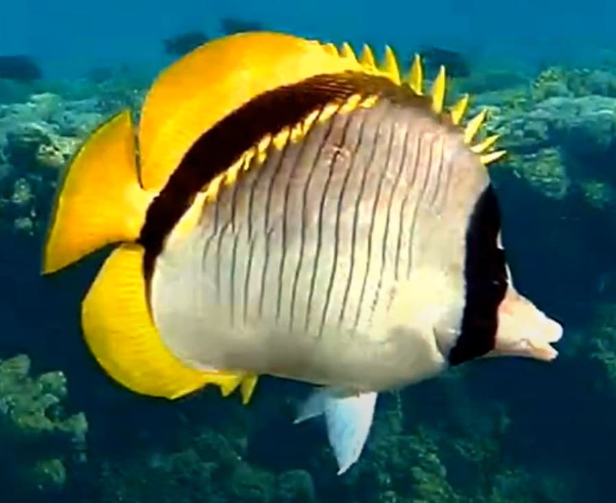 Latticed butterflyfish