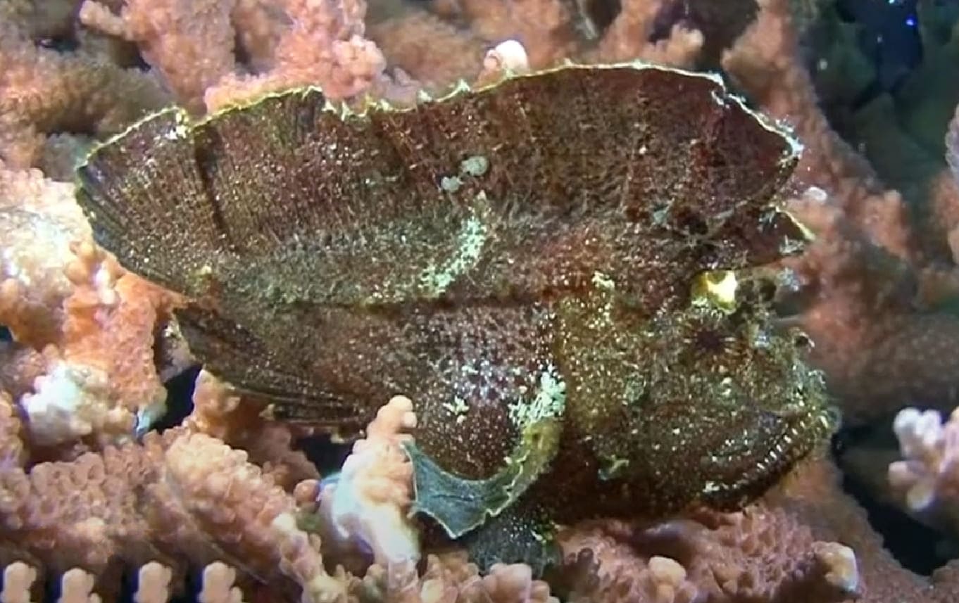 Leaf scorpionfish