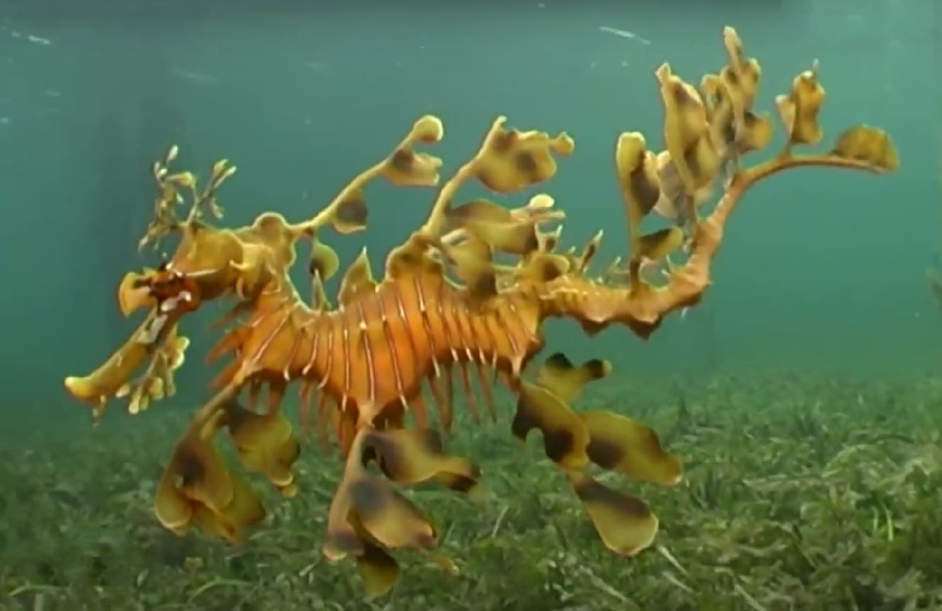 Leafy seadragon
