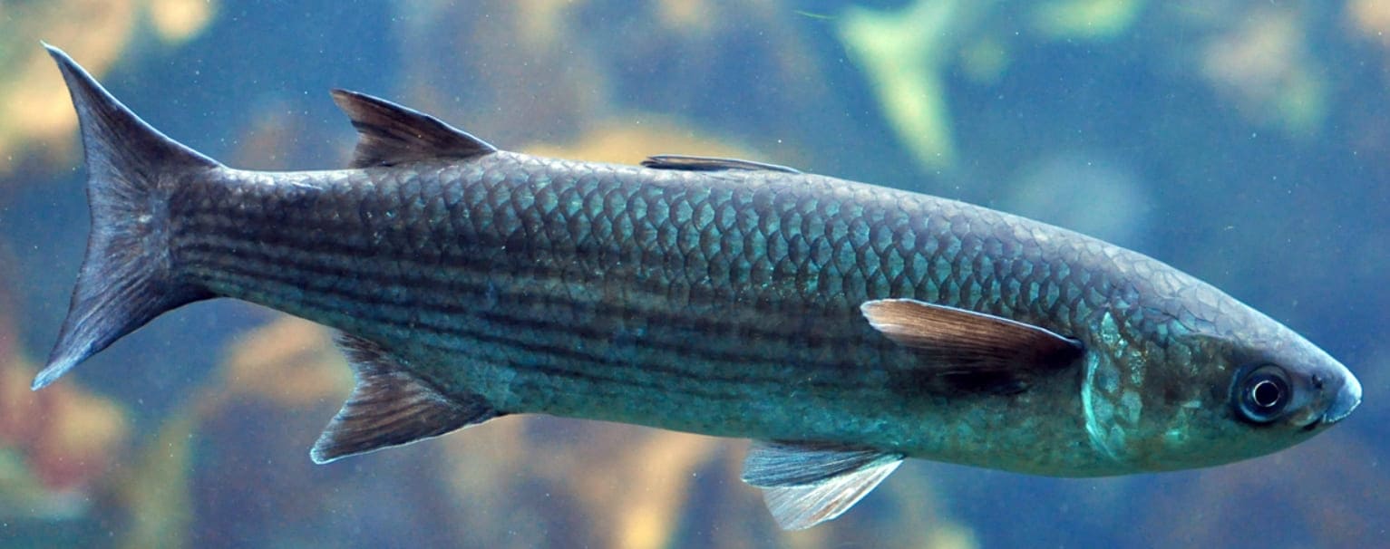 Leaping mullet
