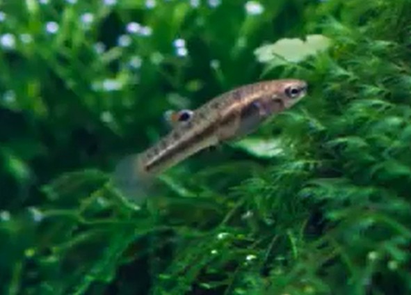 Least killifish