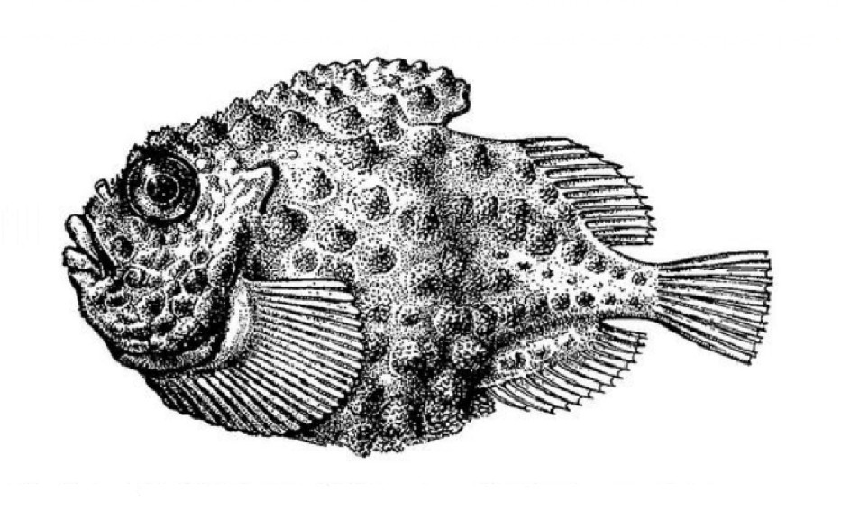 Leatherfin lumpsucker