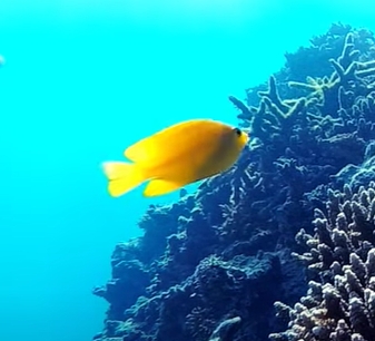 Lemon damselfish