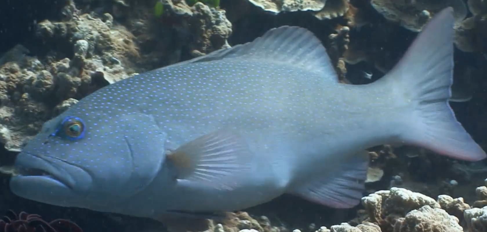 Leopard coral grouper