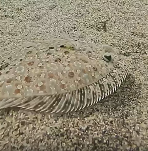 Leopard flounder