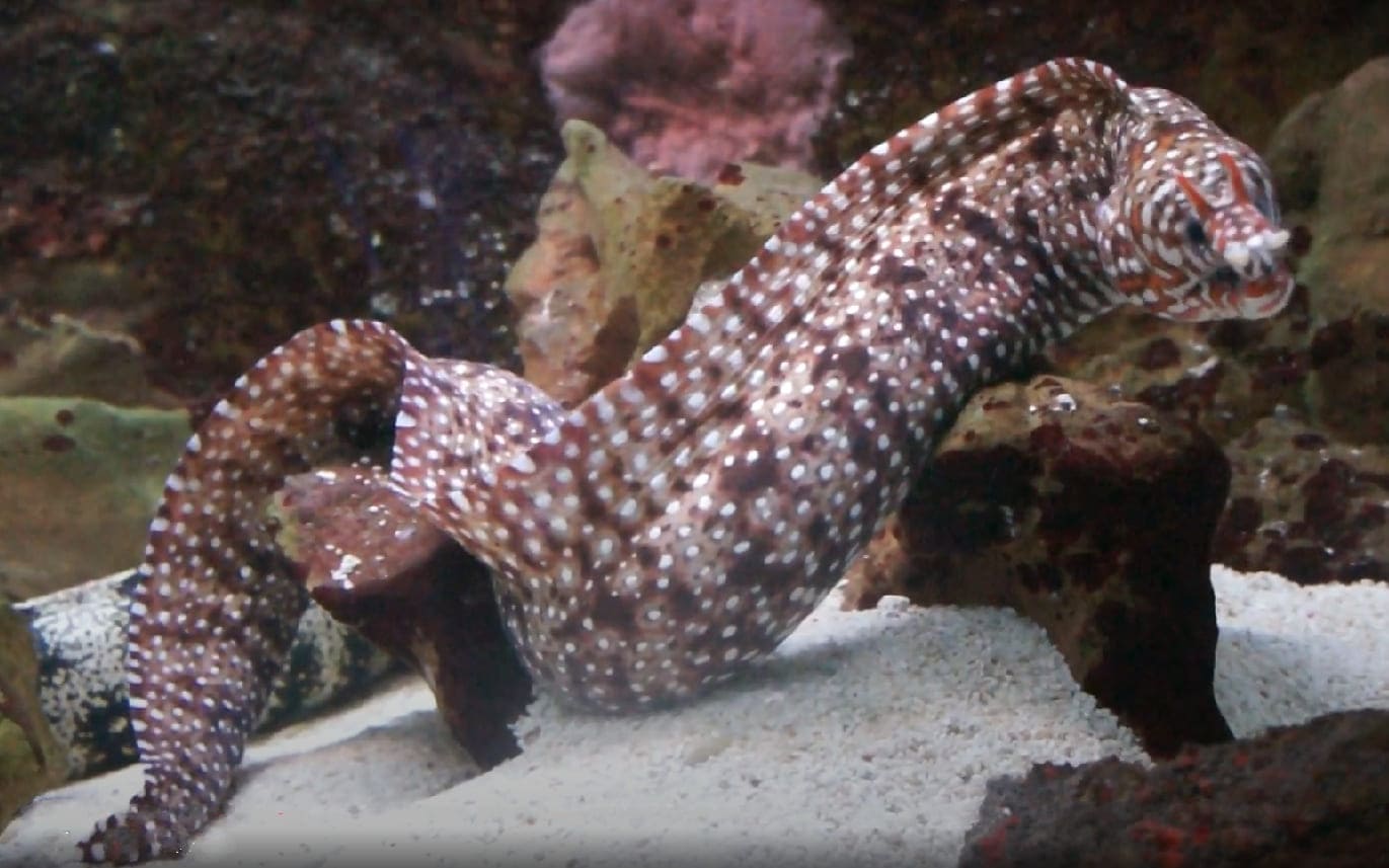 Leopard moray eel