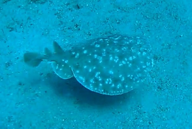 Leopard torpedo