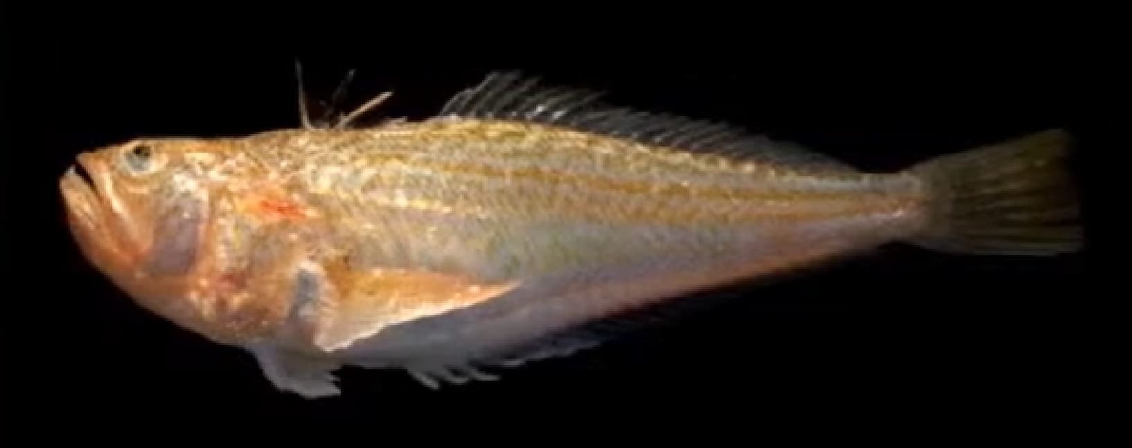 Lesser weever
